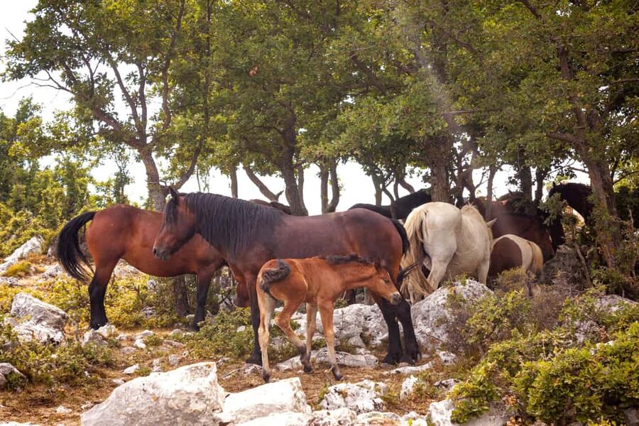 Biokovo 4x4 Adventure: Skywalk (1228 m) & Sinjal (1335 m) - Wildlife and the Wild Side of Biokovo (Yes, Even on a Tour)