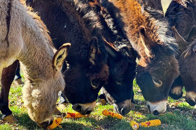 Croatian Legacy Eye of the Earth and Rural Charm - Key highlights worth your time