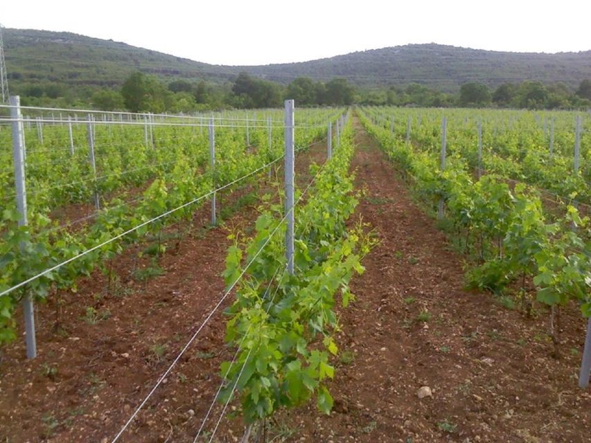 Dalmatian Delights: Food & Wine Tour from Split or Trogir - Who this tour suits best (and who should skip it)