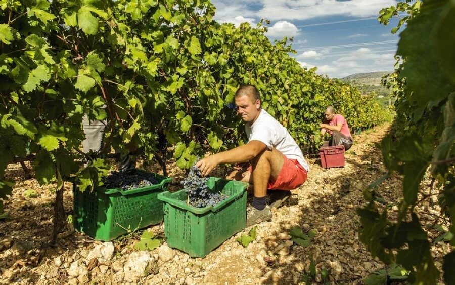 Dalmatian Delights: Food & Wine Tour from Split or Trogir - Ranch Rak winery: where the wine story becomes a taste story