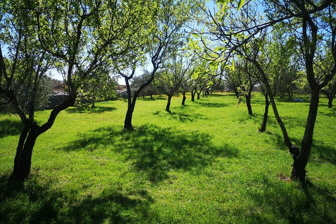 Family-run Vineyard Tour & Award Winning Wine Tasting/Delicacies - Dalmatian Delicacies and Pairings: Three Wines, Seven Liquors, and Homemade Food