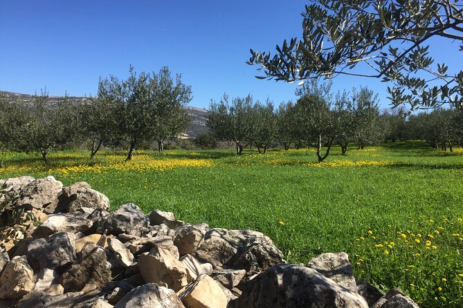 Family-run Vineyard Tour & Award Winning Wine Tasting/Delicacies - Price and Value: Is $225.18 Per Person a Good Deal?