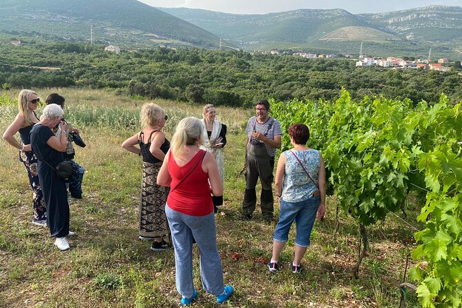 Family-run Vineyard Tour & Award Winning Wine Tasting/Delicacies - The Start Point in Bijaći and Why Timing Matters