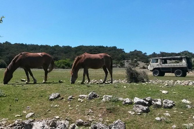 Feel and Taste island Brac with local experts - island adventure to remember - Why a military-style 4WD jeep is the smart move on Brač