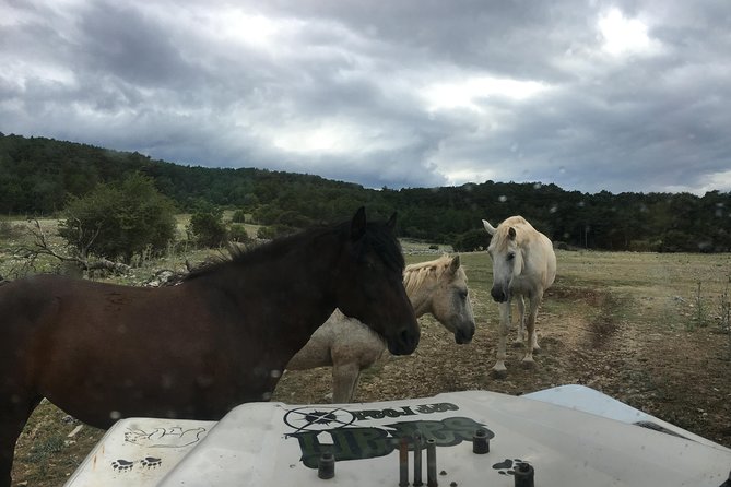 Feel and Taste island Brac with local experts - island adventure to remember - Vidova Gora: the highest peak stop that turns the day into a panorama