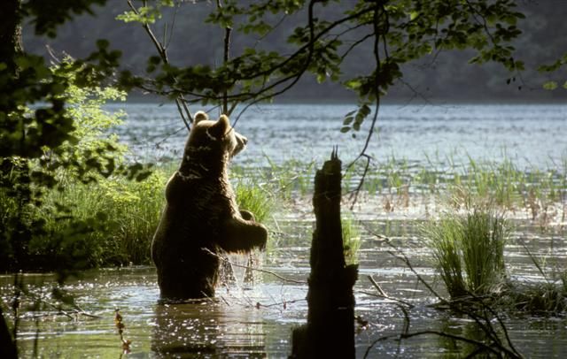 From Split or Trogir: Plitvice Lakes Private Tour - Key highlights that make this tour worth your time