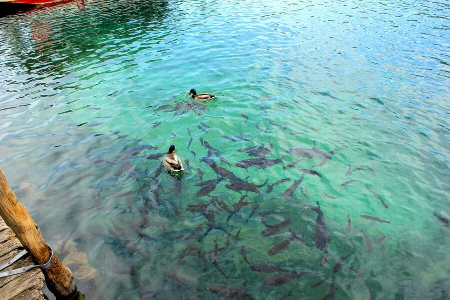 From Split: Plitvice Lakes Fully-Guided Day Tour - Key takeaways before you go