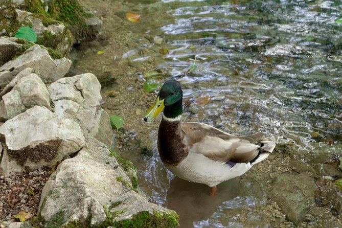 Full-Day Private Plitvice Lakes National Park Tour from Split - Who this tour fits best