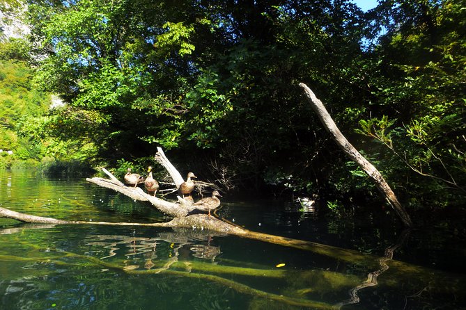 Kayaking and Snorkeling in Omiš - Key highlights you’ll feel right away