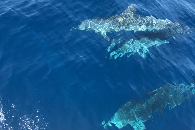 Private Blue Cave and Hvar - 5 Islands Tour - Stiniva Cove: stunning beach time, with a crowd reality check
