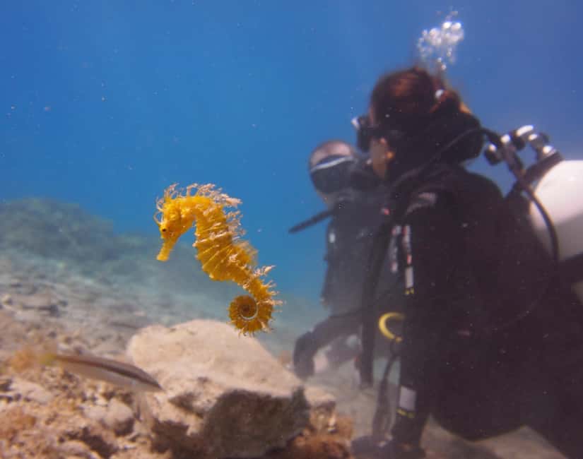 Split-Makarska-Brela Try SCUBA Dive - A calmer way to do your first open-water session near Split