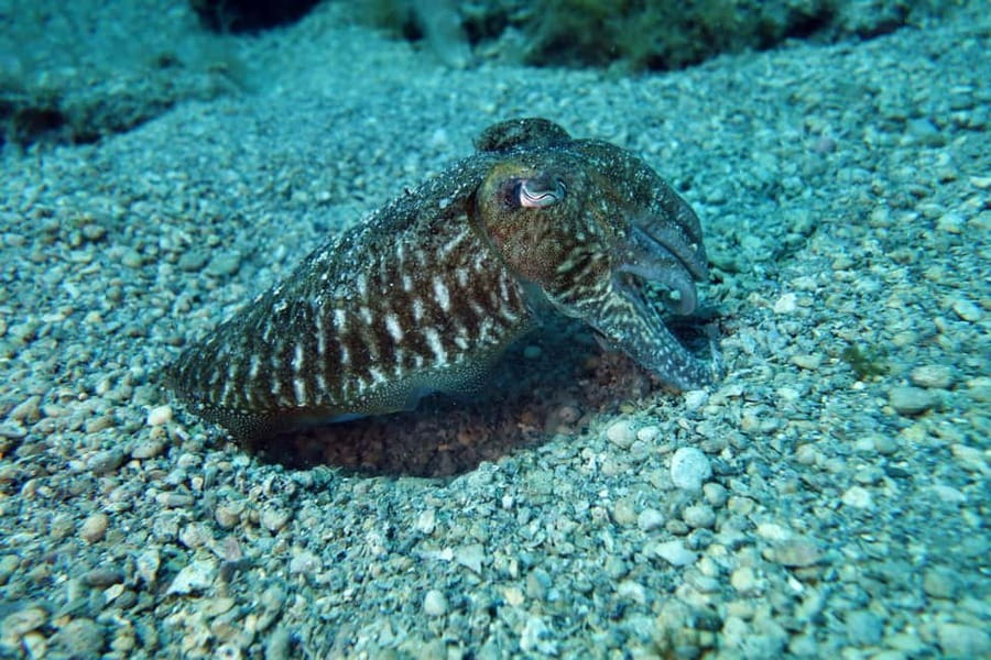 Split-Makarska-Brela Try SCUBA Dive - Underwater time: at least 45 minutes with hands-on reassurance