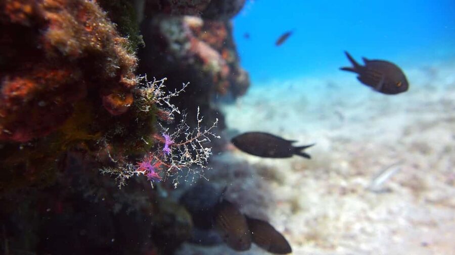 Split-Makarska-Brela Try SCUBA Dive - Language support and instructor style: English, Croatian, or German