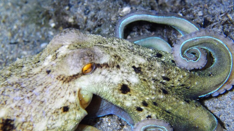 Split-Makarska-Brela Try SCUBA Dive - Photos and videos via Google Drive: the nice souvenir