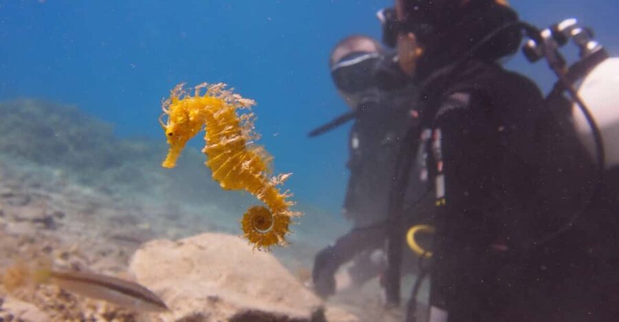 Split-Makarska-Brela Try SCUBA Dive - Meeting at the beachfront base in Brela (and starting fast)