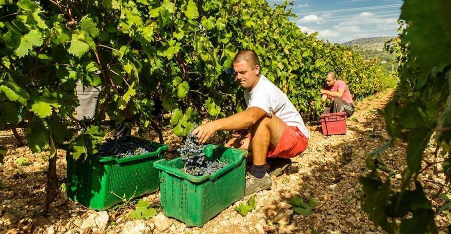 Split or Trogir: Krka Waterfalls & Wine and Food tasting - Key things to know before you go