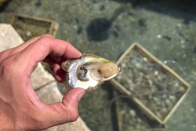 Transfer from Split to Dubrovnik with Stop at the Oyster Farm - Ston Walls: optional, time-boxed, and worth considering