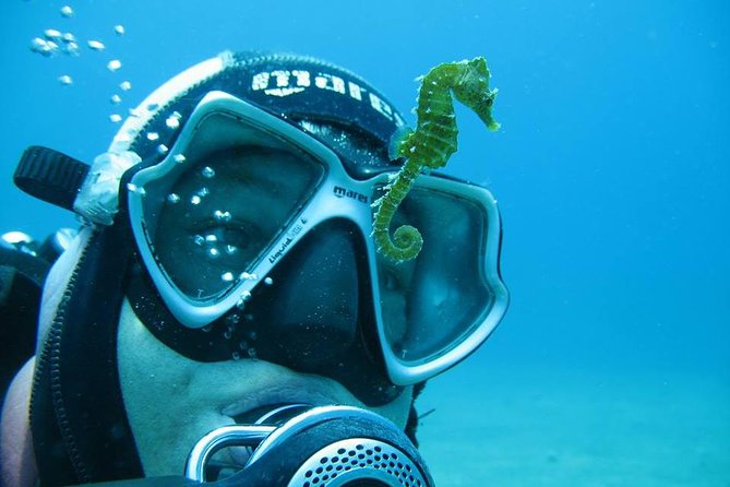 Try Scuba Diving in Split - Price and value: what $156.18 covers (and why it’s fair)