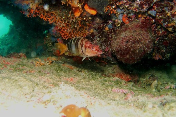Try Scuba Diving in Split - Meeting point, pickup, and the day-of rhythm
