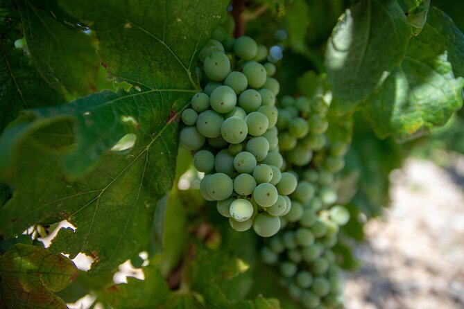 Wine Tasting and Food Pairing - Where Zinfandel Was Born - What happens at the winery (and why the pace feels right)